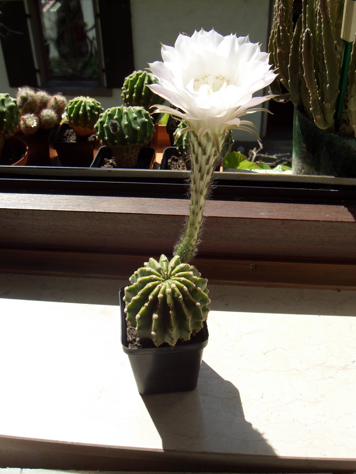 [Kaktus+April+2007001.JPG]