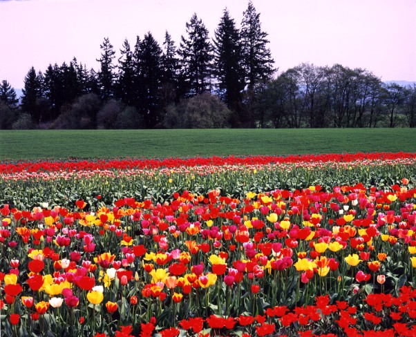 [tulip-farm.jpg]
