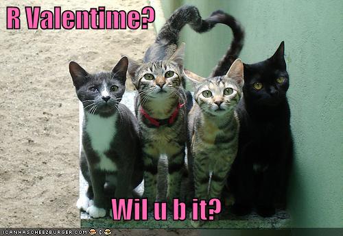 [funny-pictures-valentine-cats-heart-tails.jpg]