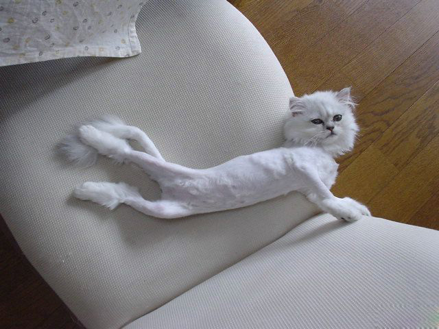[shaved_pussy_cats_31.jpg]