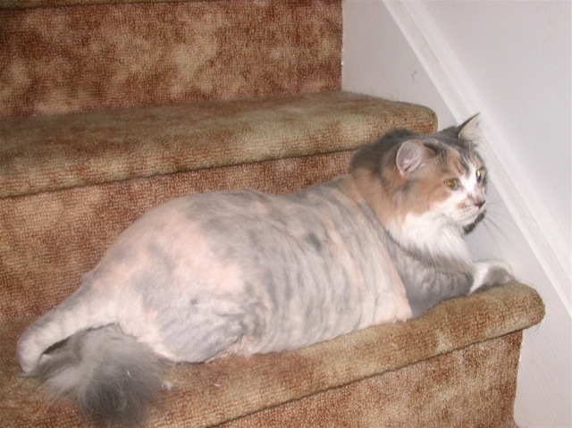 [shaved_pussy_cats_27.jpg]