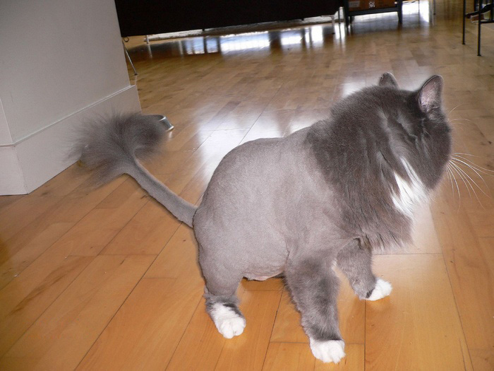 [shaved_pussy_cats_29.jpg]