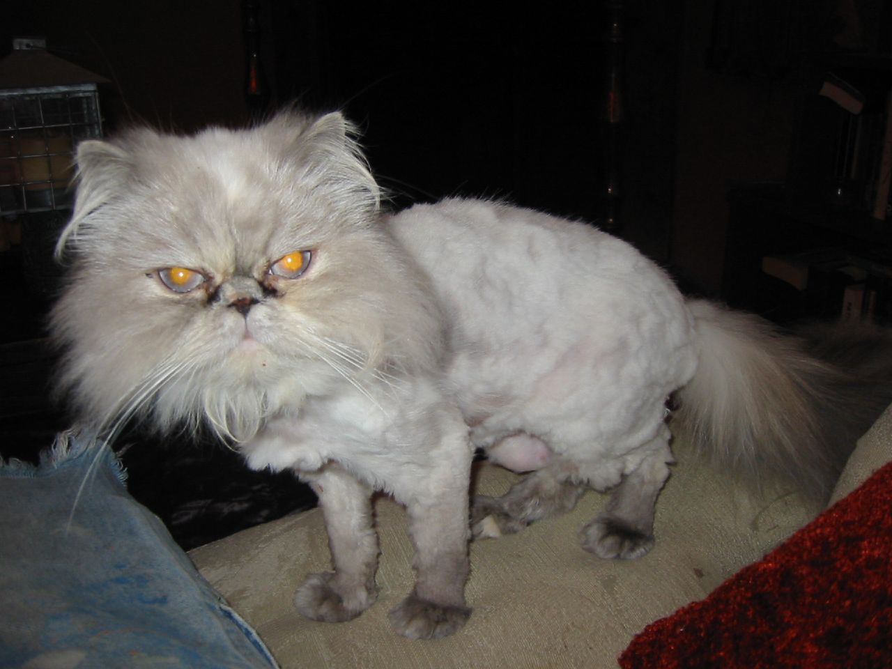 [shaved_pussy_cats_19.jpg]