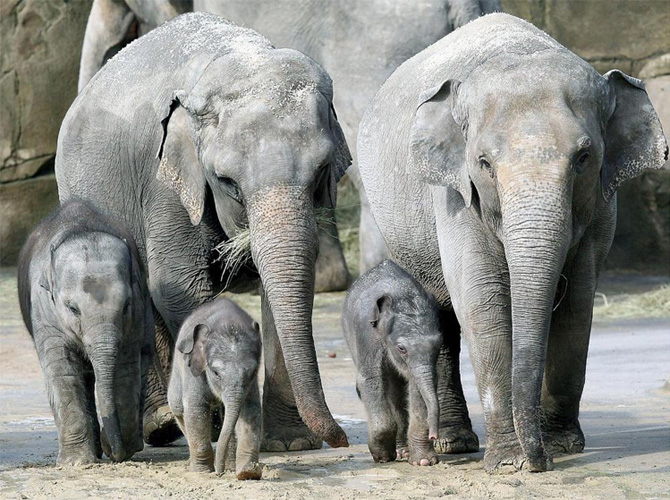 [elephantfamily.jpg]