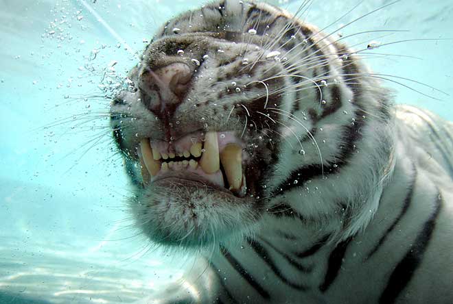 [White-Bengal-Tiger-Splash-Show-08.jpg]