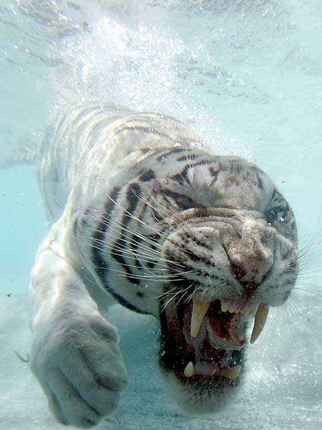 [White-Bengal-Tiger-Splash-Show-09.jpg]