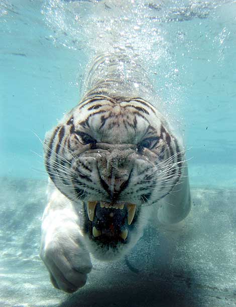 [White-Bengal-Tiger-Splash-Show-10.jpg]