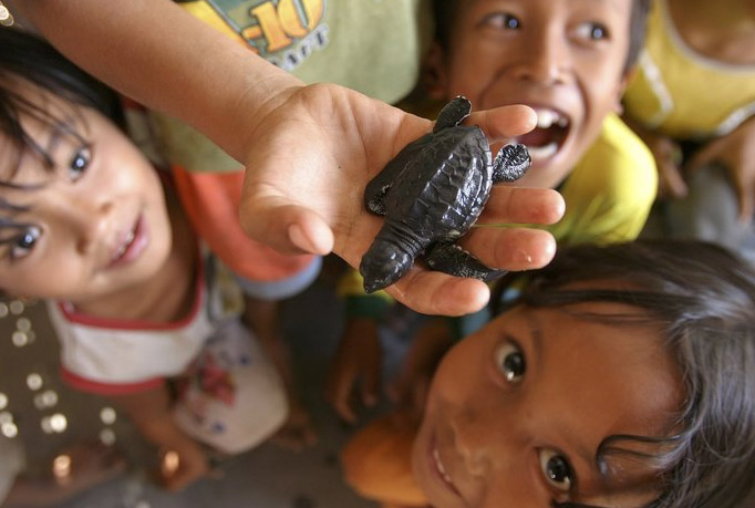 [indonesia_small_turtle.jpg]