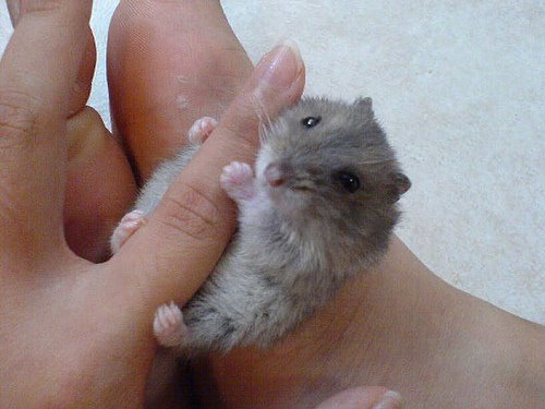 [Tiny_Animals_On_Fingers_19.jpg]