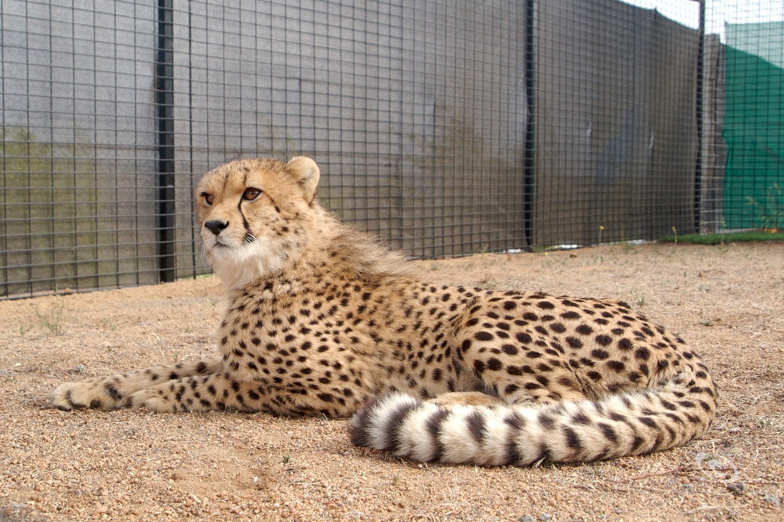 [Cheetah.jpg]