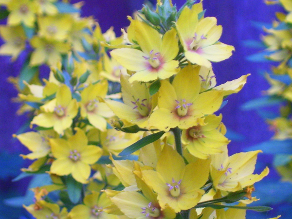 [photo-yellow+flowers+on+blue+(blog).jpg]