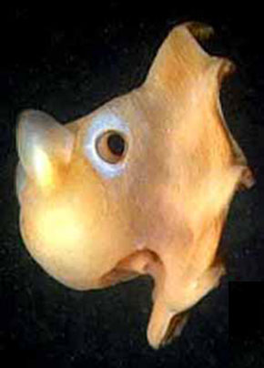 [W-grimpoteuthis290.jpg]