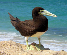 [235px-Brown_booby.jpg]