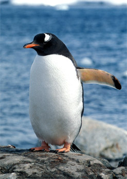 [Penguin.jpg]