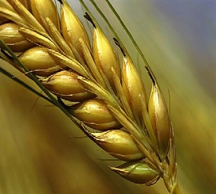 [wheat.jpg]