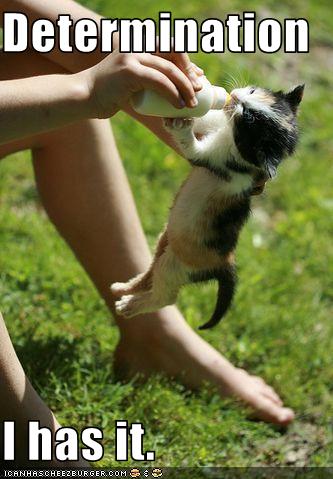 [funny-pictures-kitten-has-determination.jpg]