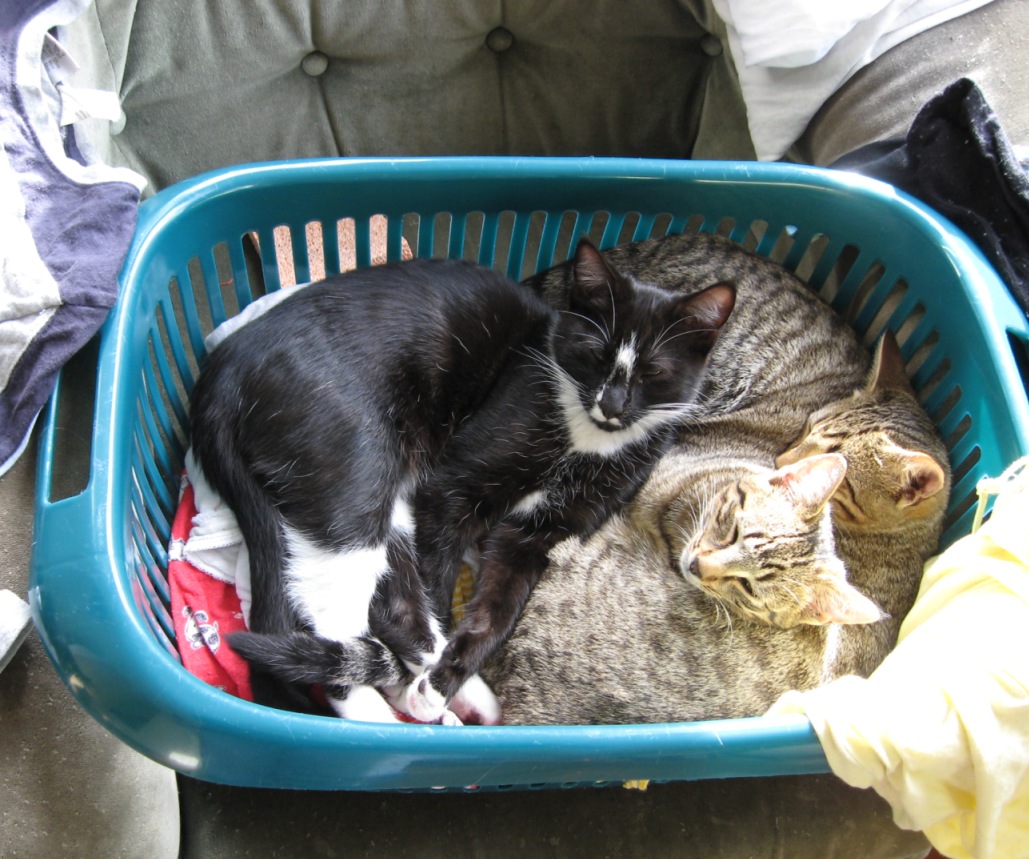[kittens-basket.jpg]