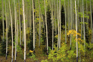 mamanzara resimleri 1 Aspen+Grove,+Uncompahgre+National+Forest,+Colorado-776547
