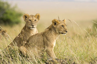 DUVAR KAITLARI Female+Lion+Cubs,++Masai+Mara,+Kenya,+Africa-700063