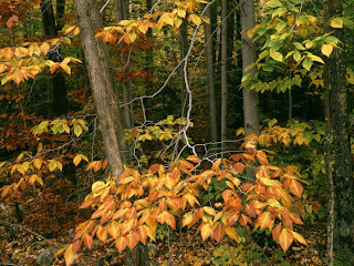 DUVAR KAITLARI Beech+Trees,+Green+Mountain+National+Forest,+Vermont-795698