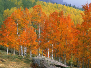 DUVAR KAITLARI Fall+Aspens,+Owl+Creek+Pass,+Colorado-735955