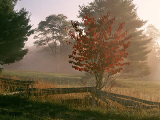kar doa ve resmler Foggy+Sunrise+Light+on+a+Dogwood+Tree+in+Autumn,+Pipestem+State+Park,+West+Virginia-739752