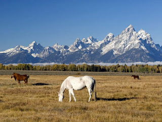 DUVAR KAITLARI Grazing+Horses,+Grand+Teton+National+Park,+Wyoming-744094