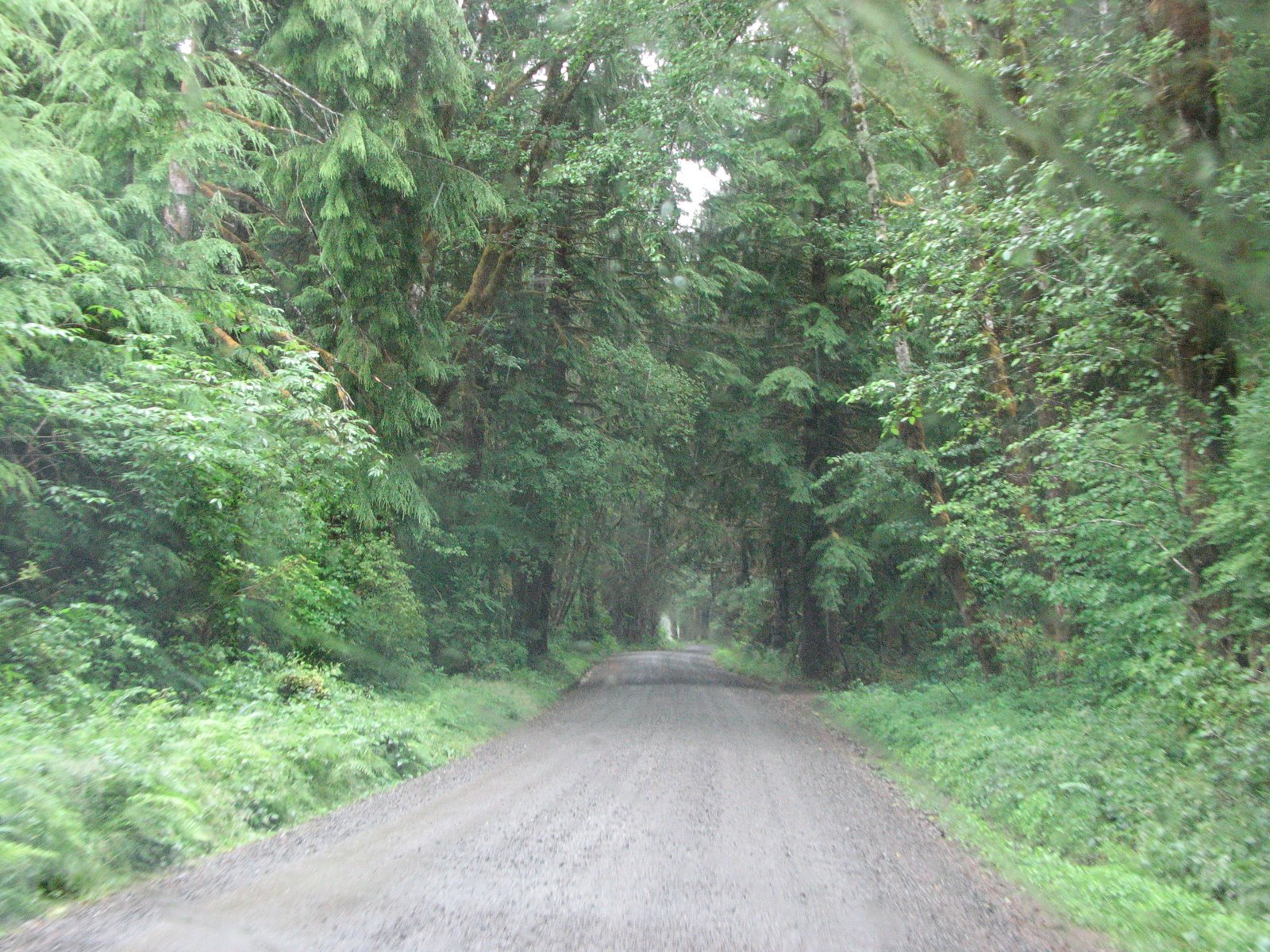 [Quinault+Rain+Forest+(2).JPG]