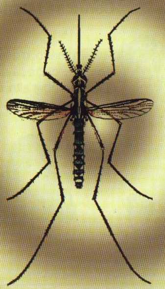 [mosquito.jpg]