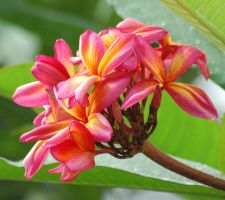[flowers10-Hawaiian+Plumeria+Collection.jpg]