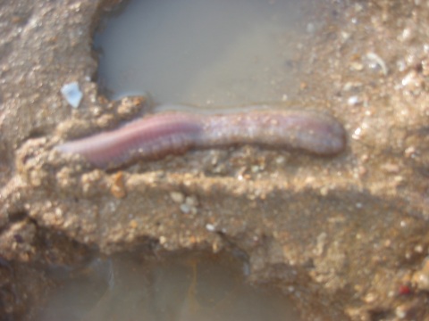 [marine+worm.jpg]