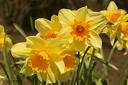 [Daffodils.jpg]