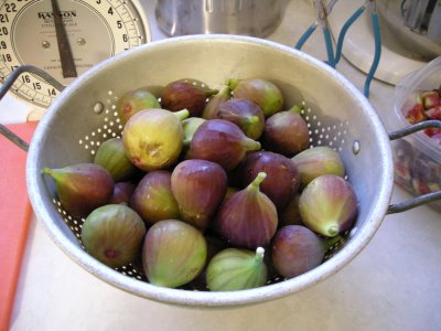 [ripening+figs.JPG]