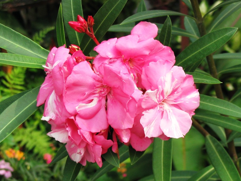 Oleander Blooms and Foliage