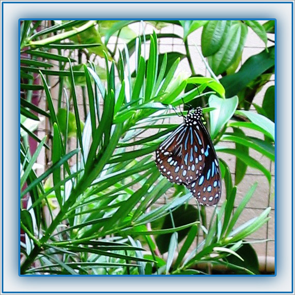Tirumala (Danaus) septentrionis or Dark Blue Tiger butterfly