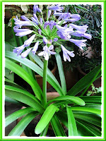 How lovely - Agapanthus (Lily of the Nile) flowering for the second time within 3 months!