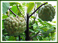 Annona squamosa (Sugar Apple), really sweet & custardy. We had 10 fruits this season!