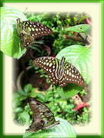A collage of Tailed Jay (Graphium agamemnon) - beautiful green-spotted butterfly