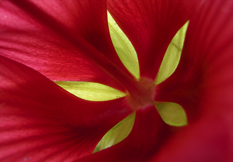 [hibiscus-petals-758680-ga.jpg]