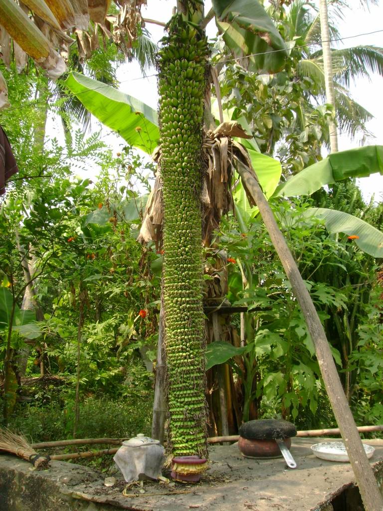 [Banana+from+Kerala.jpg]