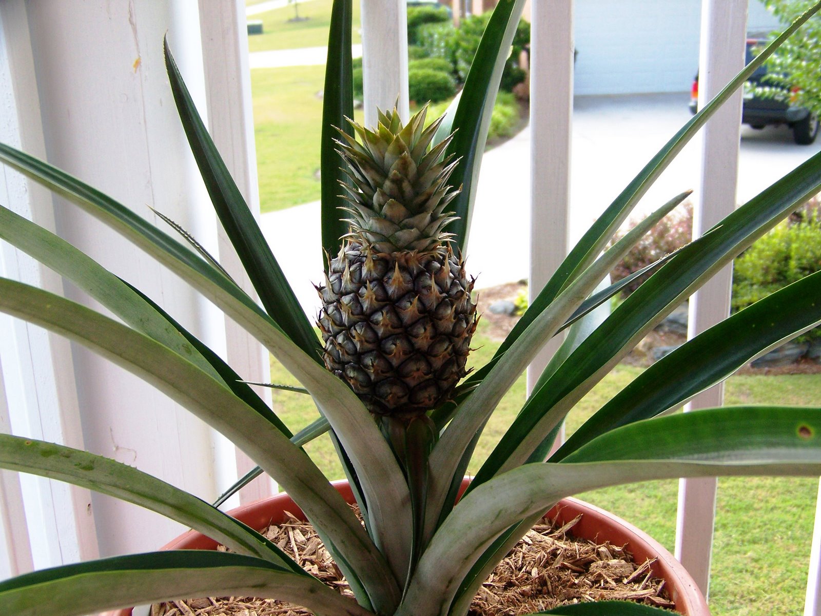 [Pineapple+plant+014.JPG]