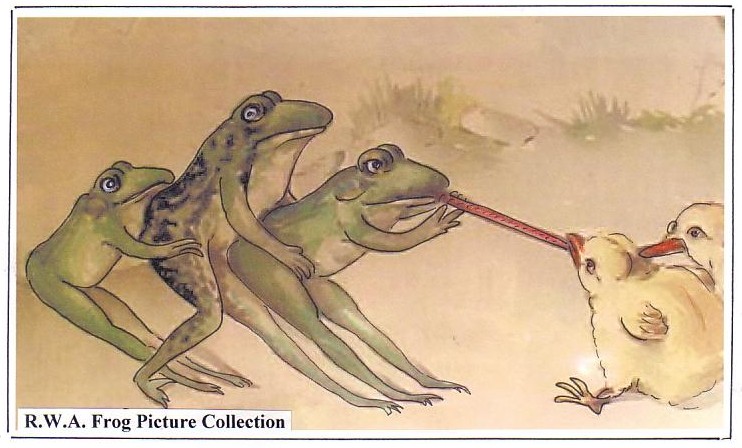 [frog+3.jpg]