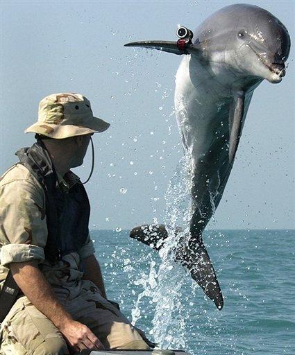 [dolphin+with+lasers.jpg]
