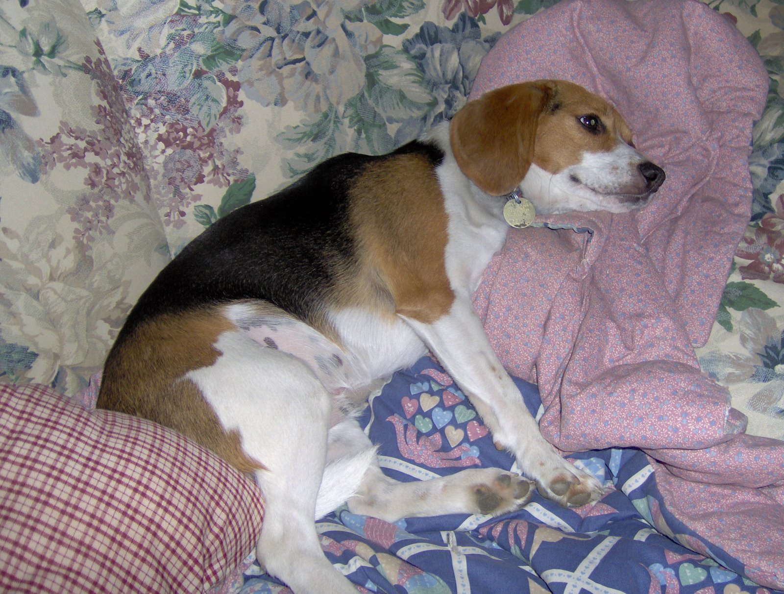 [Resting+Beagle+2.jpg]