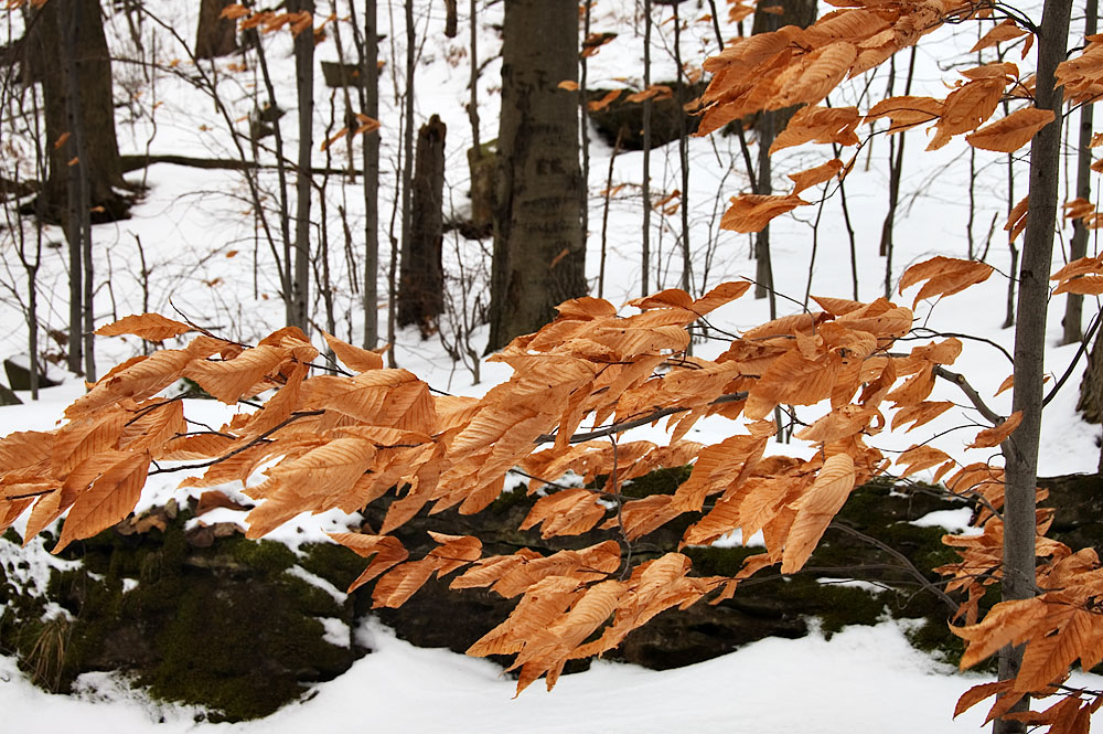 [winter+woods.jpg]
