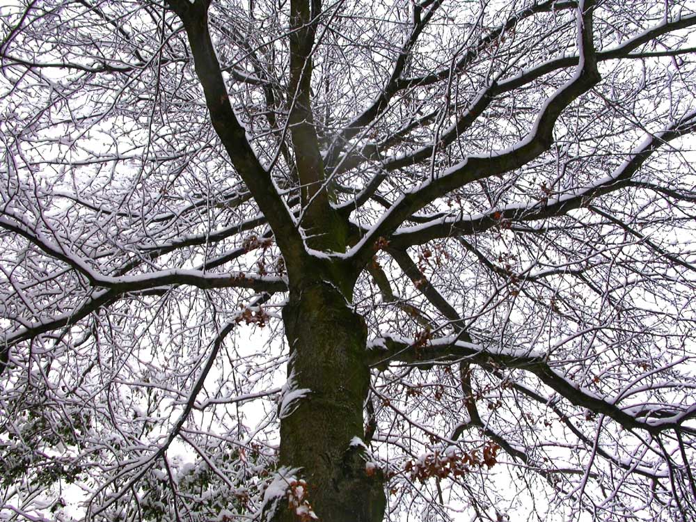 [snowy-tree-2.jpg]