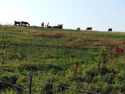 [Horses-in-Nebraska.jpg]