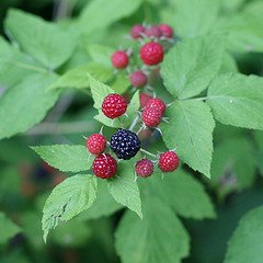 [wild+raspberries.jpg]