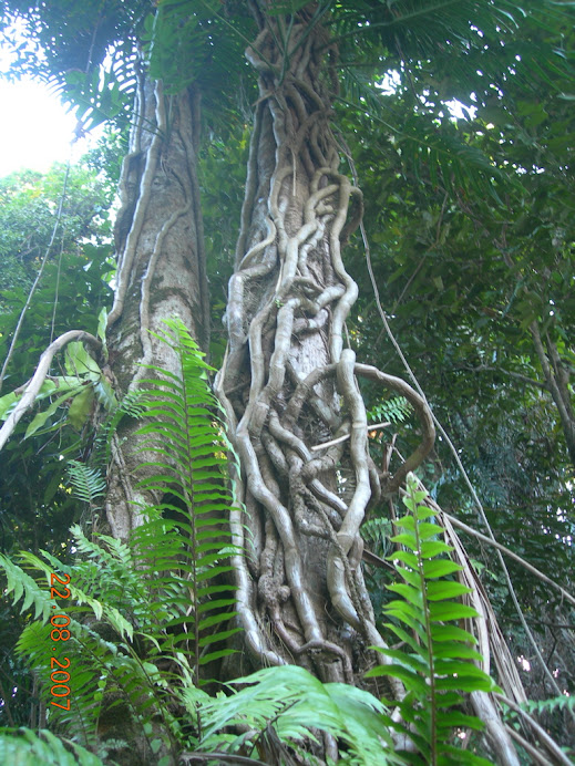 Cape Trib - Daintree rainforest