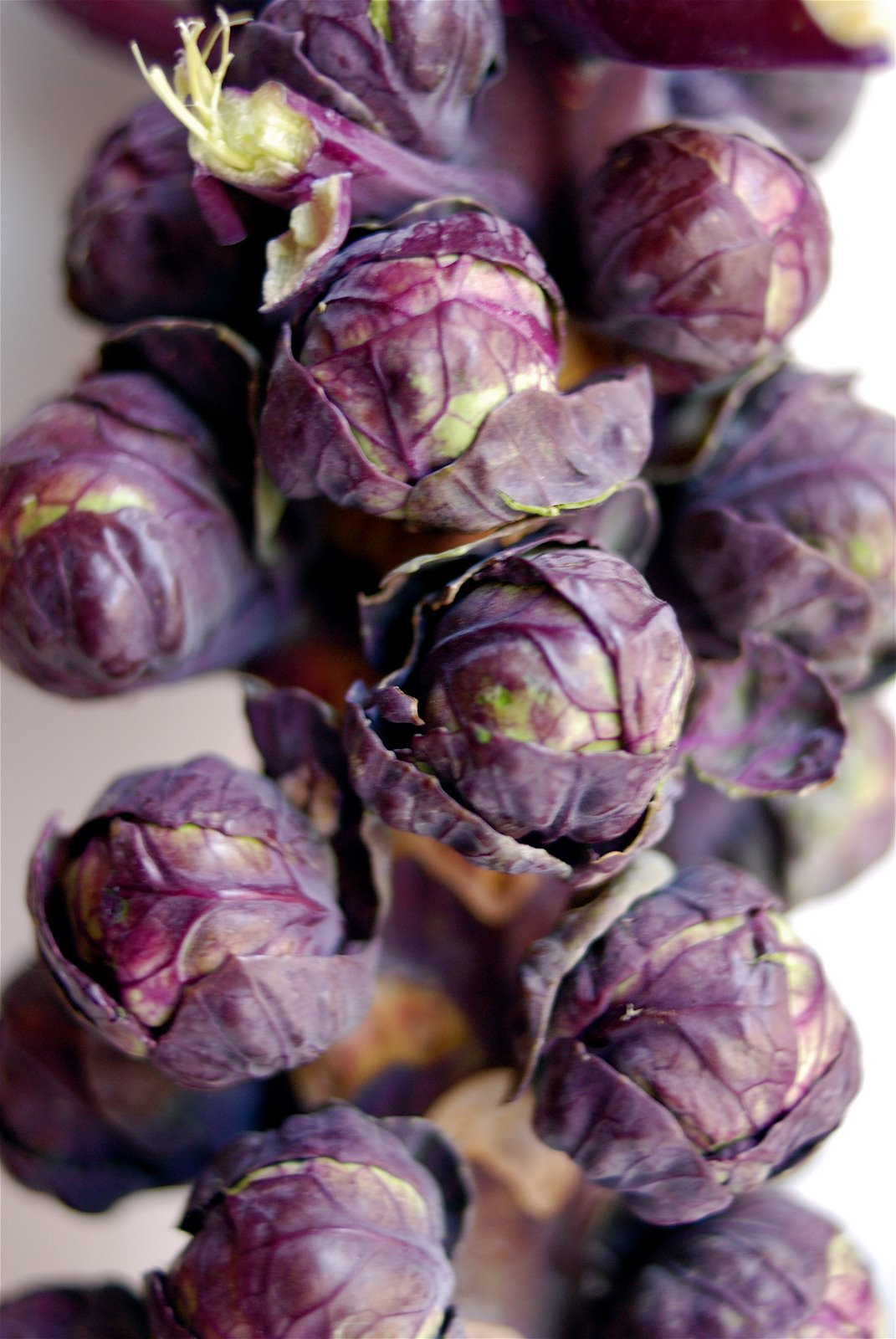 [purple+sprouts.jpg]